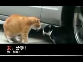 真正的成人的搞笑视频,揭秘成人搞笑视频的欢乐奥秘