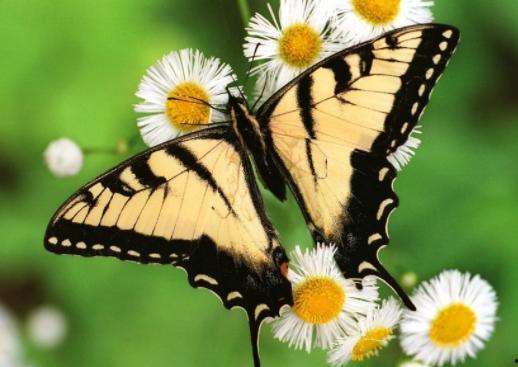 蝴蝶变成人生宝宝视频,生命奇迹的美丽旅程