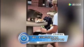 成人趣味坐凳短剧视频,成人幽默一触即发