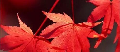 枫叶手工成人教程图片视频